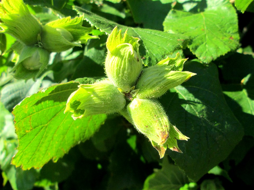 Haselnuss (Corylus avellana) an einer Brückenauffahrt bei Reilingen