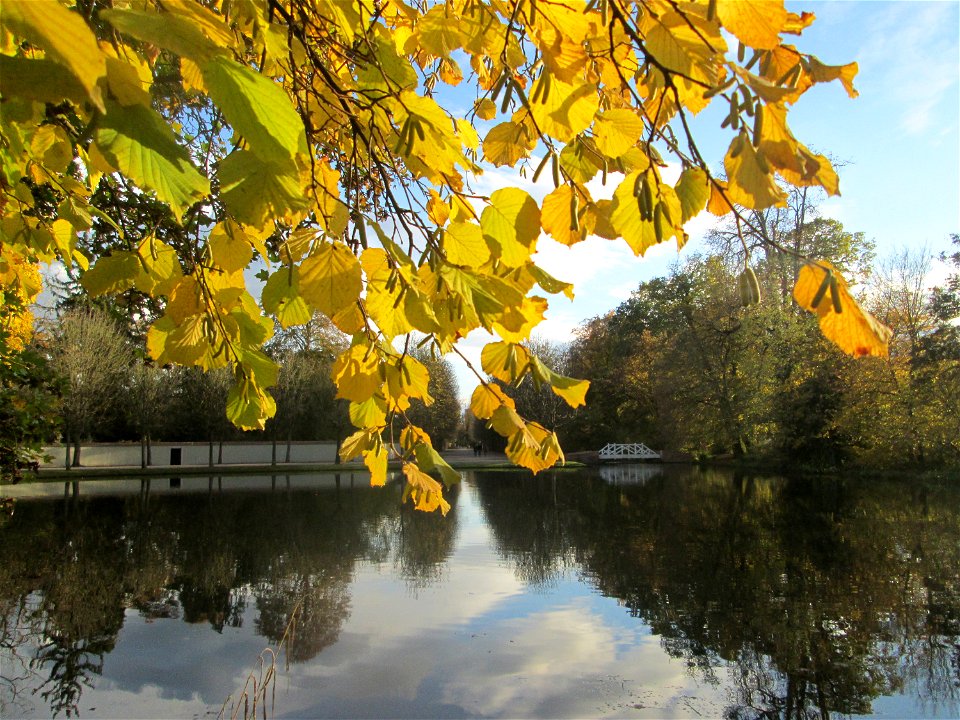Haselnuss (Corylus avellana) am Dreieckigen Weiher im Schwetzinger Schlossgarten