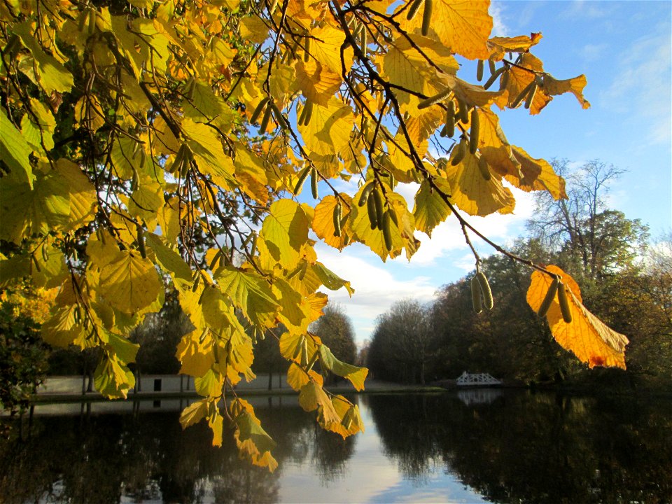 Haselnuss (Corylus avellana) am Dreieckigen Weiher im Schwetzinger Schlossgarten