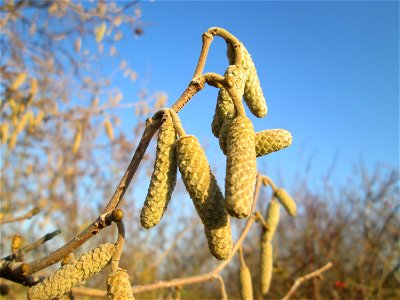 Kätzchen der Haselnuss (Corylus avellana) bei Reilingen