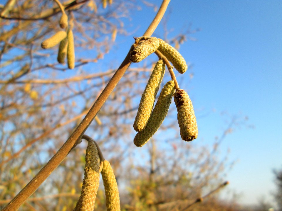 Kätzchen der Haselnuss (Corylus avellana) bei Reilingen