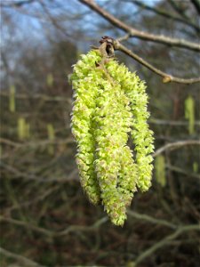 Blühende Kätzchen der Haselnuss (Corylus avellana) am Stadtrand von Hockenheim