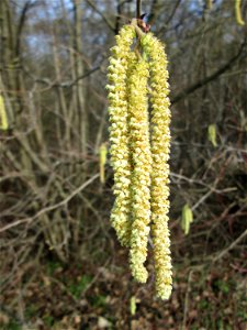 Blühende Kätzchen der Haselnuss (Corylus avellana) am Stadtrand von Hockenheim