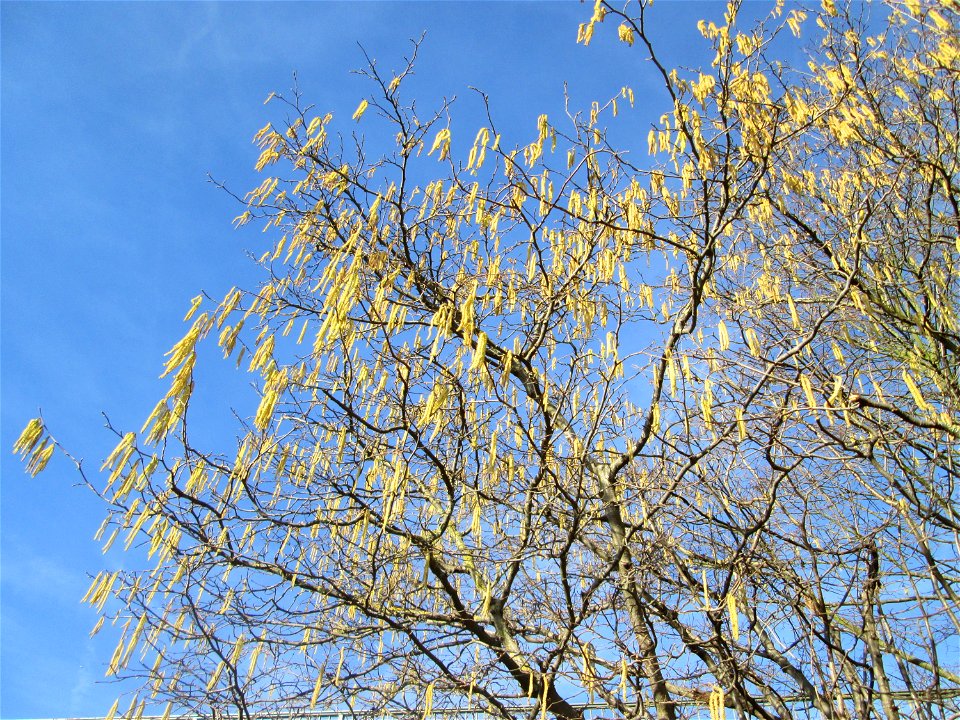 Haselnuss (Corylus avellana) bei Reilingen