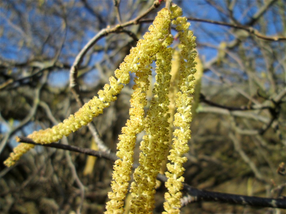 Haselnuss (Corylus avellana) bei Reilingen
