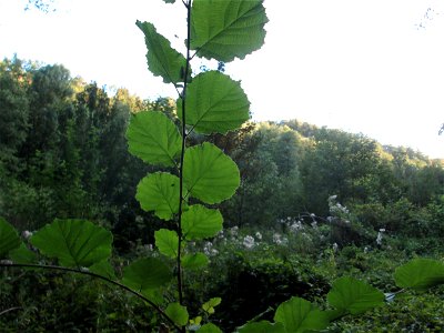 Haselnuss (Corylus avellana) am Wogbach bei Ensheim