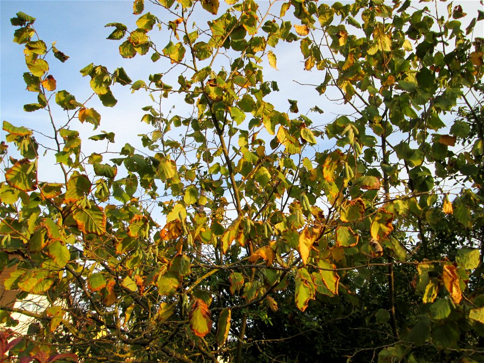 Haselnuss (Corylus avellana) in einem aufgelassenen Gartengrundstück in Brebach