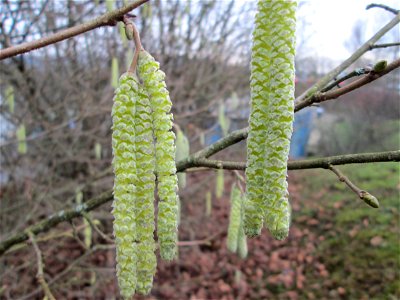 Haselnuss (Corylus avellana) am Osthafen Saarbrücken