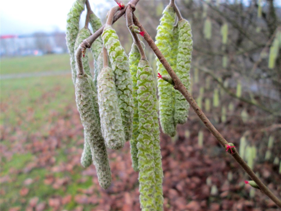 Haselnuss (Corylus avellana) am Osthafen Saarbrücken