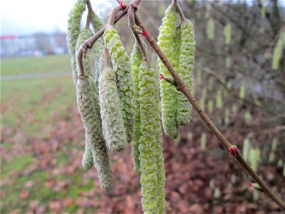 Haselnuss (Corylus avellana) am Osthafen Saarbrücken