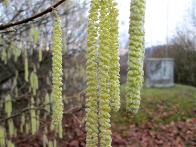 Haselnuss (Corylus avellana) am Osthafen Saarbrücken