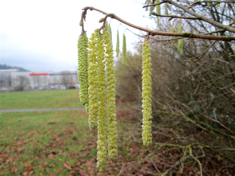 Haselnuss (Corylus avellana) am Osthafen Saarbrücken