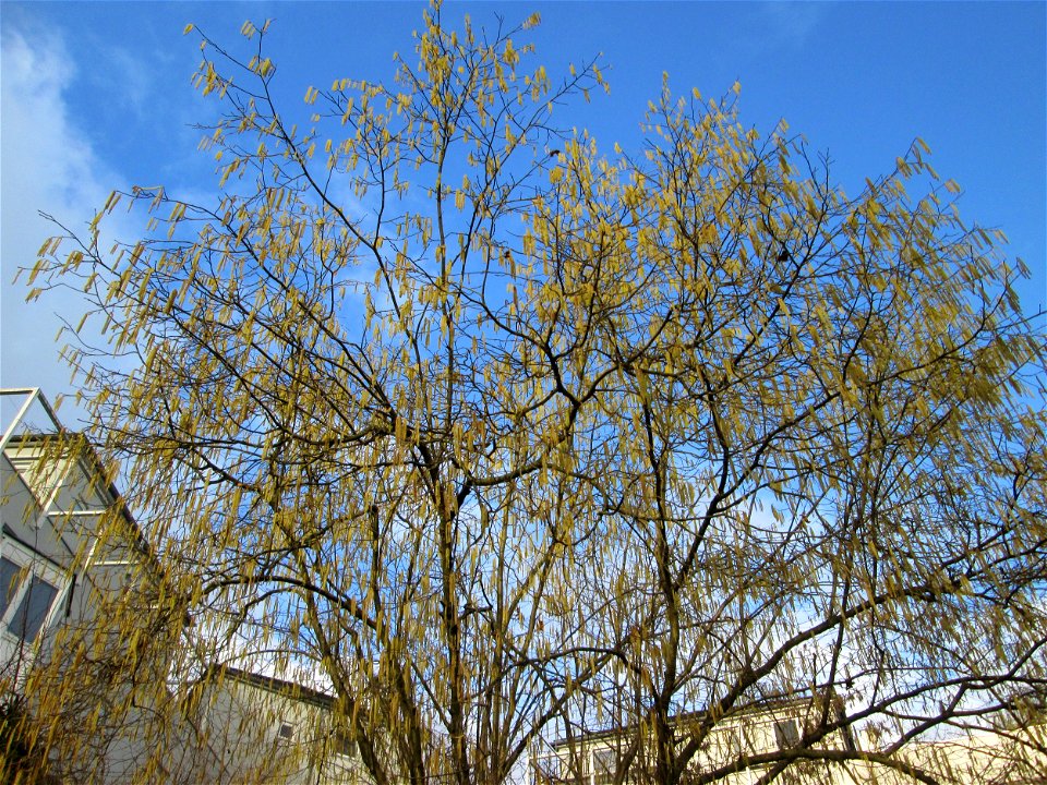 Haselnuss (Corylus avellana) am Staden in Saarbrücken