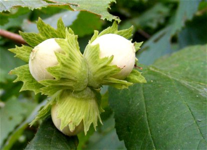 Hazelnuts, Hazel, Leaves, Dried Fruit