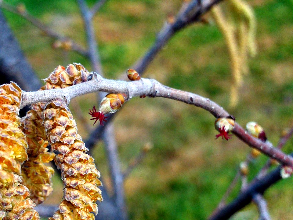 {{Coryllus avellana male and female flowers close up, Dehesa Boyal de Puertollano, Spain}}