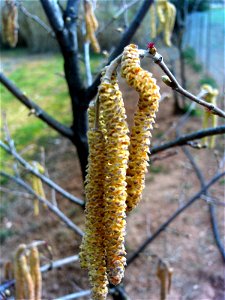 {{Coryllus avellana Masculine flowers close up, Dehesa Boyal de Puertollano, Spain}}