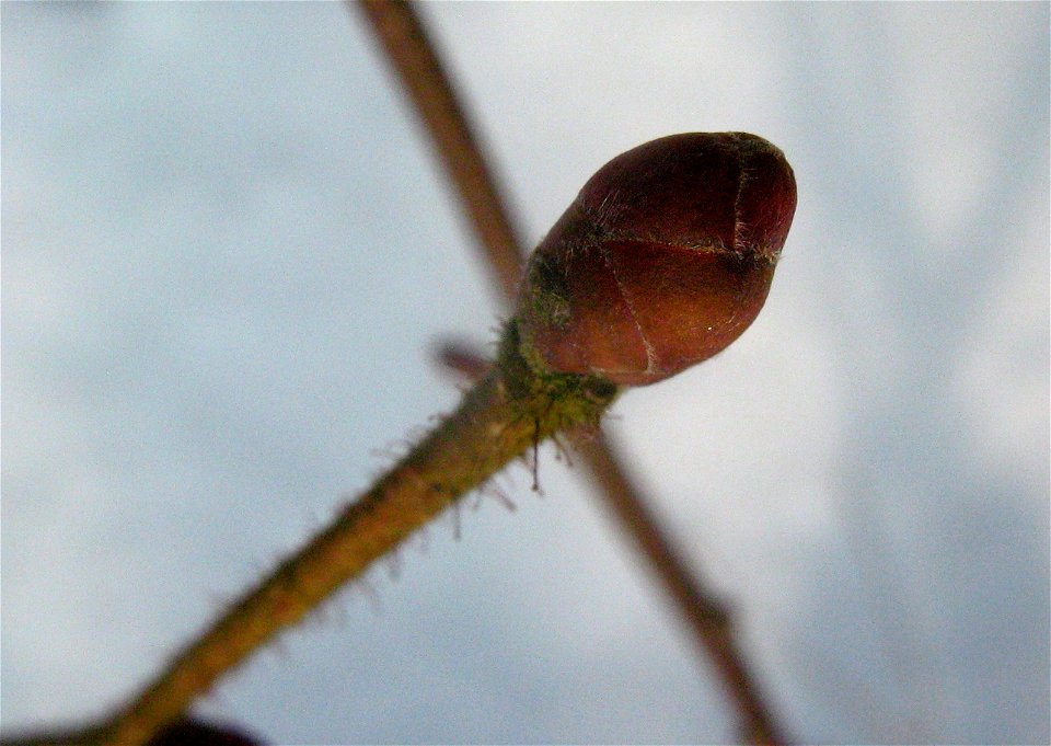 Corylus avellana  Knospen des Haselstrauches im Winterwald (Ueckermünder Heide, Vorpommern).