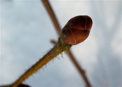 Corylus avellana  Knospen des Haselstrauches im Winterwald (Ueckermünder Heide, Vorpommern).
