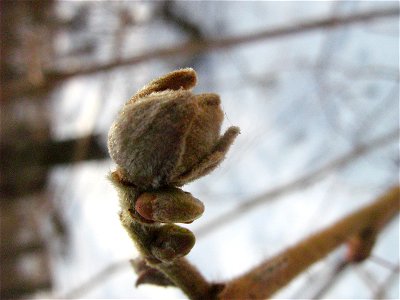 Corylus avellana  Blütenknospe des Haselstrauches im Winterwald (Ueckermünder Heide, Vorpommern).