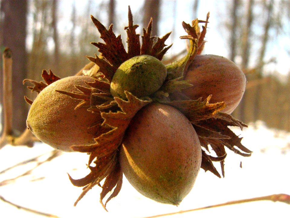 Corylus avellana  Haselnüsse im Winterwald (Ueckermünder Heide, Vorpommern).