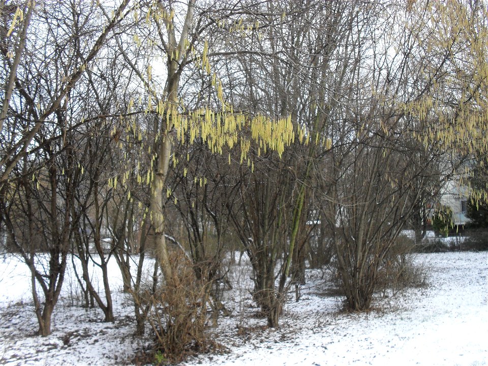 Hasel männliche Blüten. Foto für Pollenallergiker, die sich wundern, dass sie, obwohl noch Schnee liegt, niesen müssen.