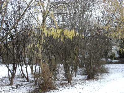 Hasel männliche Blüten. Foto für Pollenallergiker, die sich wundern, dass sie, obwohl noch Schnee liegt, niesen müssen.
