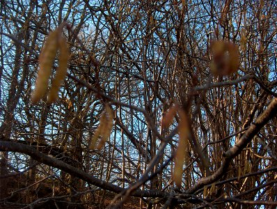 Common Hazel (Corylus avellana in Latin) in Ågestasjön ("the Ågesta lake") in Stockholm. Photographed by me in spring 2008.