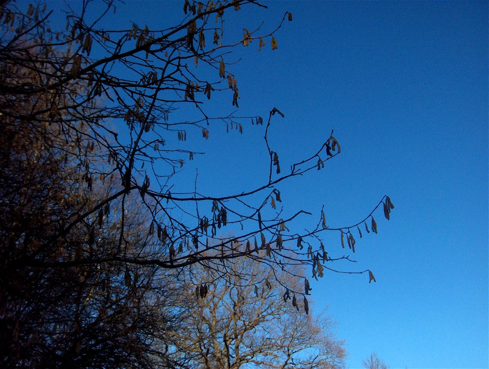 Common Hazel (Corylus avellana in Latin) in Ågestasjön ("the Ågesta lake") in Stockholm. Photographed by me in spring 2008.