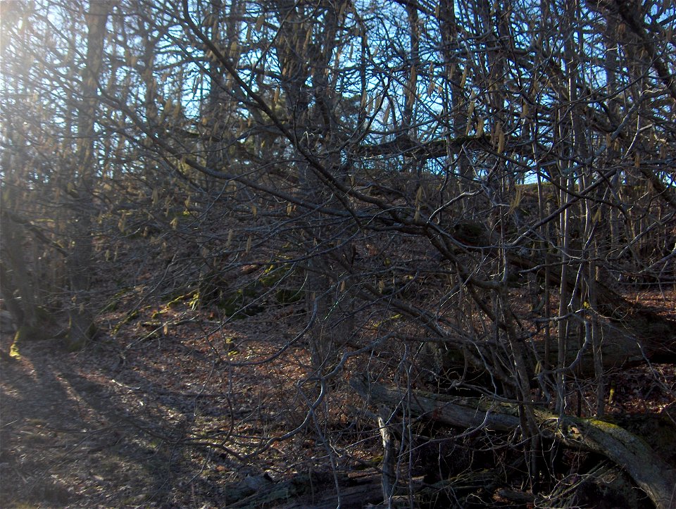Common Hazel (Corylus avellana in Latin) in Ågestasjön ("the Ågesta lake") in Stockholm. Photographed by me in spring 2008.