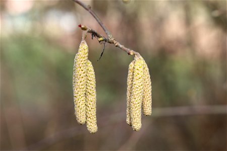 Corylus avellana male & female inflorescence near Třebichovice
