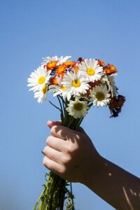 Pick wildflowers daisy