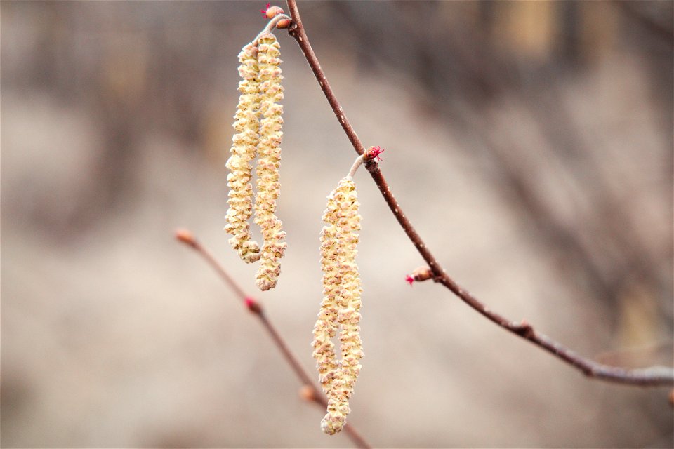 Corylus avellana male and female flowers