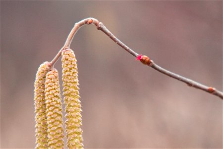 'Corylus avellana' male and female flowers