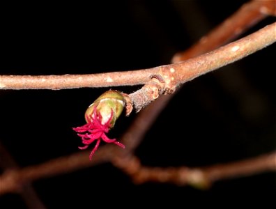 Hazel Flower Female