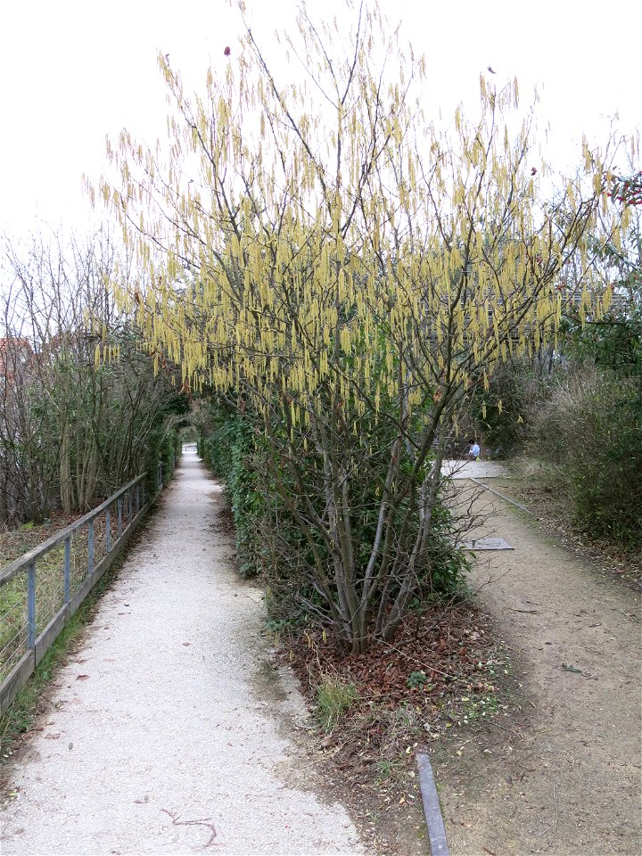 Hazelnut tree flowering in the coulée verte of Colombes (Hauts-de-Seine, France).