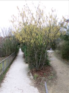 Hazelnut tree flowering in the coulée verte of Colombes (Hauts-de-Seine, France).