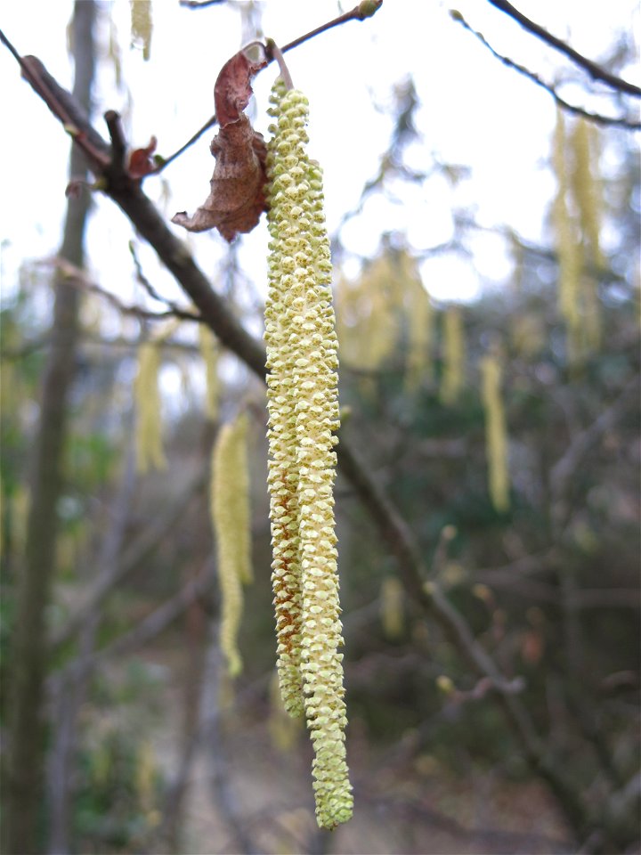 Hazelnut tree flowering in the coulée verte of Colombes (Hauts-de-Seine, France).