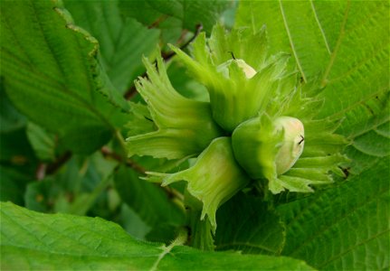 Fruit of Corylus avellana. (Hazelnuts)