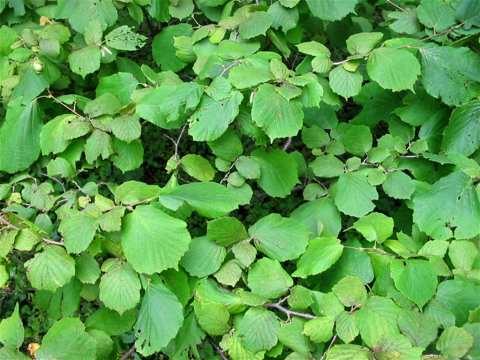 Nature of Pidvysoke, Berezhany district, Ternopil Oblast, Western Ukraine.