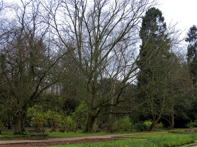Juglans cinerea in Oliwa park, Gdańsk