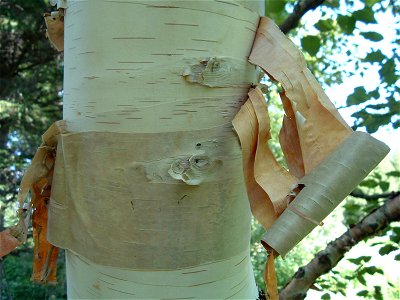 Paper Birch bark, Bas St-Laurent, Québec