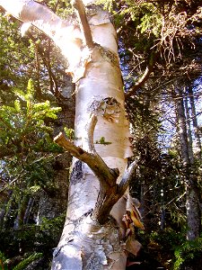 Betula cordifolia bark. Mount Mitchell, North Carolina.