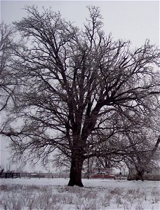 Bur Oak in winter