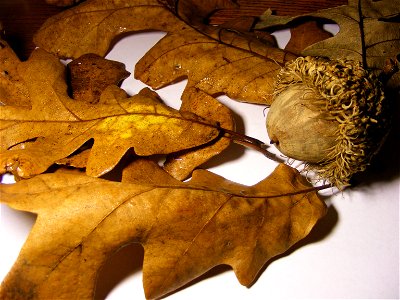 Picture of Quercus macrocarpa fall leaves and seed.