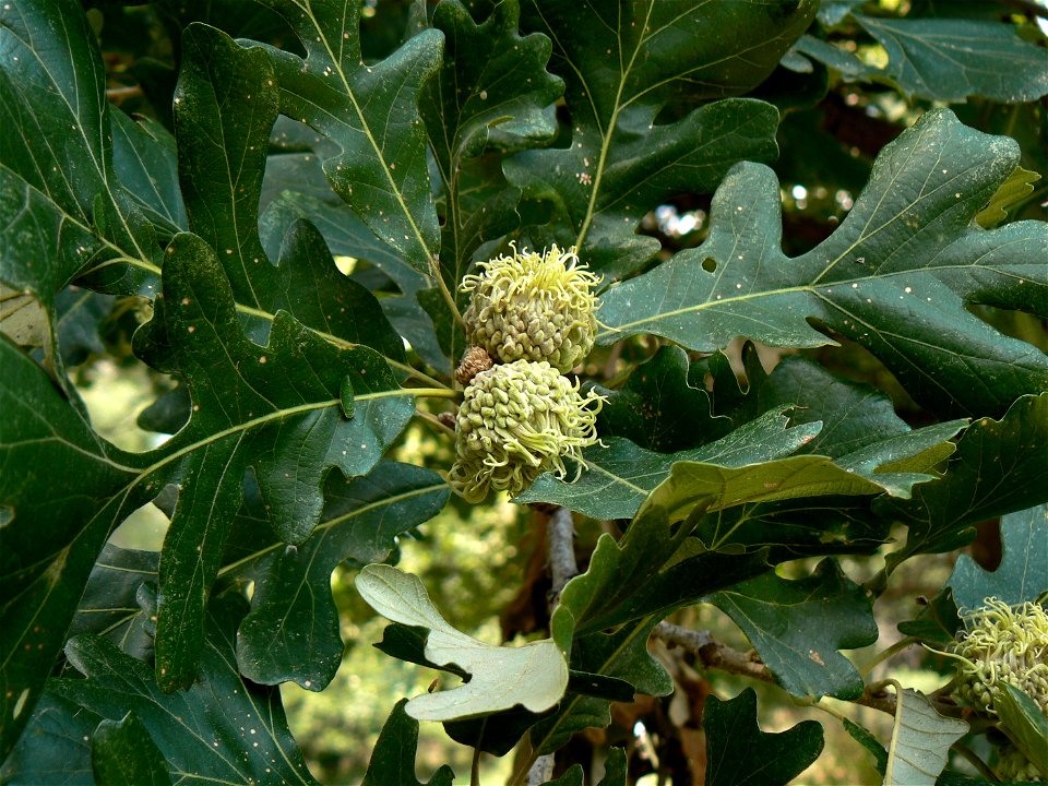 Quercus macrocarpa Bur Oak