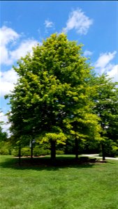 Chadwick Arboretum and Learning Gardens
The Ohio State University

Columbus, Ohio