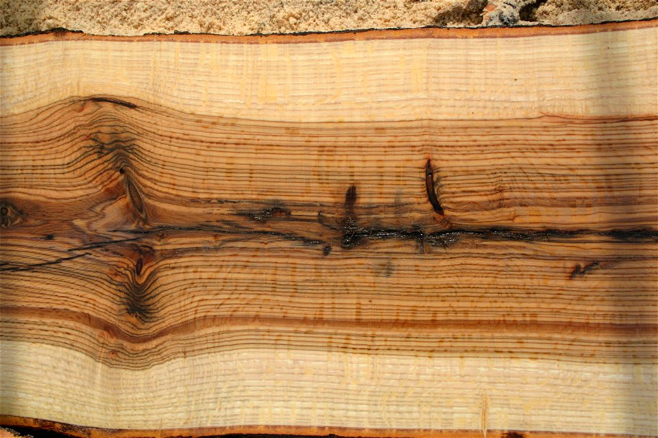 Quepal07 (Quercus palustris)