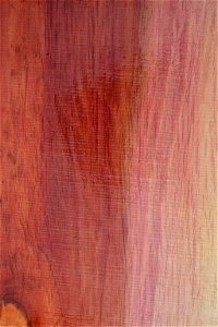 Plank of Casuarina equisetifolia L. - Gauteng, South Africa