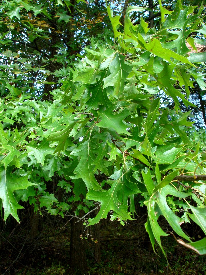 The leaves of a Pin Oak Quercus palustris. Taken in central New Jersey.