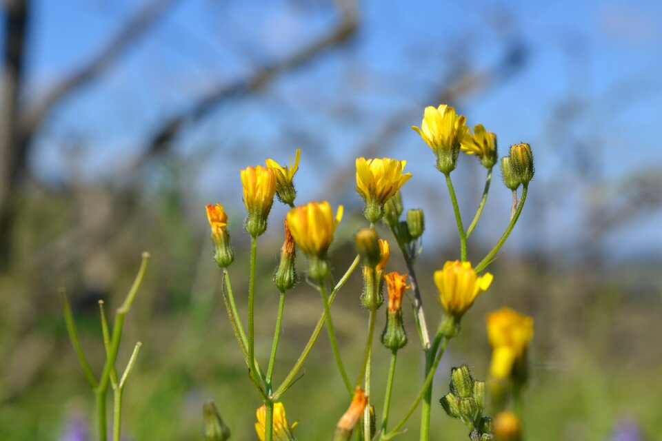 Plant agriculture nature